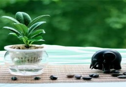 客厅花草植物的摆放风水