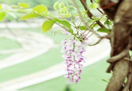 八字正官格的人命好吗