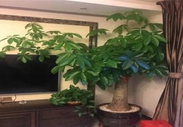 铜狮子风水作用有哪些