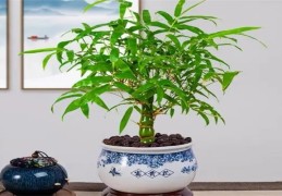 你家里的盆栽摆在正确的地方了吗（你家里的盆栽摆在正确的地方了吗英语）