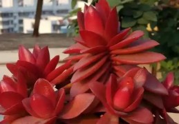 养什么植物补火