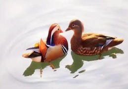 八字鸳鸯合是什么含义