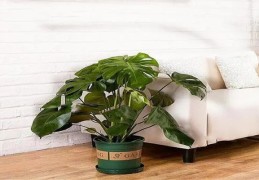 客厅宜养八种植物招财又旺宅