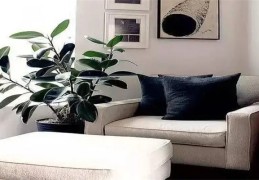 客厅增旺气运风水植物