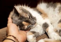 适合养猫的风水