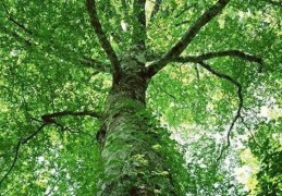 八字官禄格局详解大全