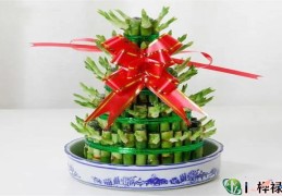 店铺开业风水植物种类