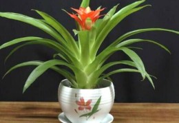 卫生间养什么植物旺风水