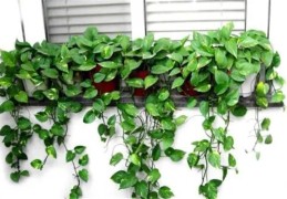 绿萝的风水作用及摆放禁忌