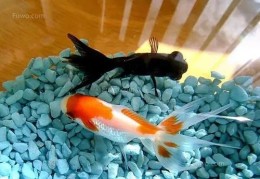 商铺鱼缸招财风水禁忌