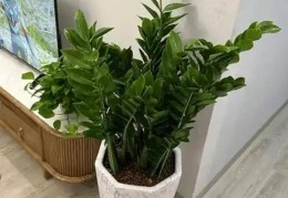 客厅养什么植物风水好