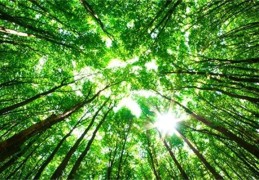 纳音五行大林木命好吗