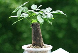 发财树的位置风水禁忌