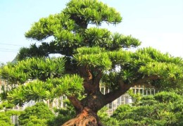 房前屋后栽什么树风水好