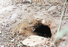 坟墓有老鼠洞好不好