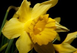 招桃花树该摆些什么植物呢（招桃花植物）