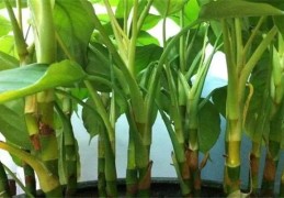 客厅种养植物摆放原则