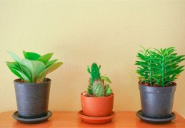 住宅客厅八种植物招财旺宅