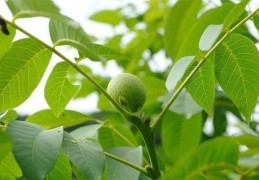 庭院里种核桃树风水讲究