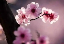 ​易招烂桃花的住宅风水特征