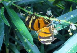 有天乙贵人的特征（有天乙贵人的特征,胳膊有痣）