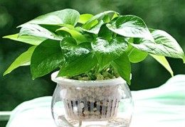 绿萝卜放置风水禁忌