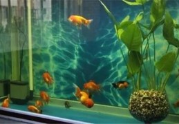 家中养鱼应注意自己哪些风水环境问题