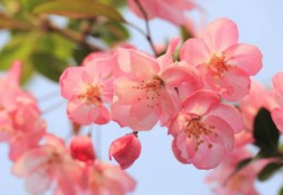 海棠花的风水作用