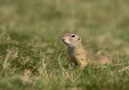 石榴木命五行无什么（1980年属猴的石榴木命五行无什么）