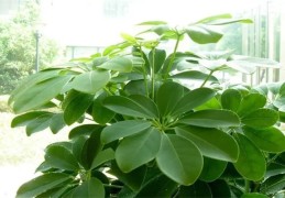 八种招财旺宅的植物