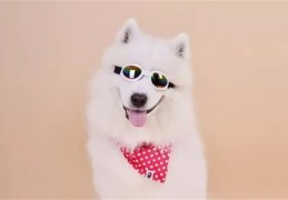 ​养狗必须要注意的风水禁忌