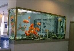 店铺鱼缸摆放讲究