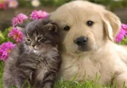 养宠物必须要注意的风水禁忌