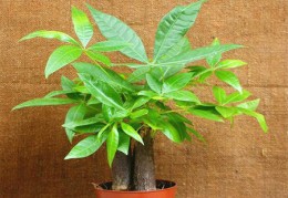 发财树放哪里风水好