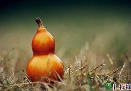 家里摆放葫芦好吗，葫芦的风水寓意