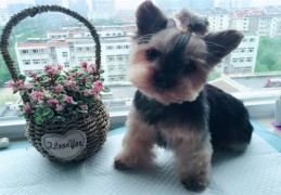 家里养狗对风水有影响吗