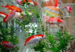 住宅摆放风水鱼的禁忌