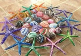 家中摆放贝壳需要注意什么