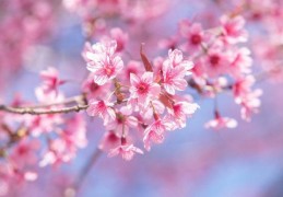 男命时柱咸池好吗