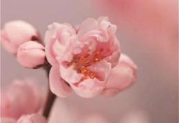 什么样的八字长得帅