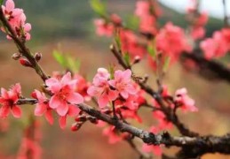 八字如何看流年桃花