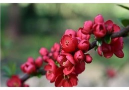 桃花极旺的八字（桃花极旺的八字是什么）