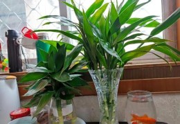 卧室摆放植物风水禁忌