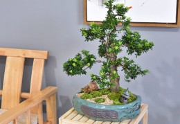 罗汉松摆放位置风水，罗汉松的风水作用