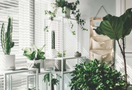 ​乙木日元取用神技巧