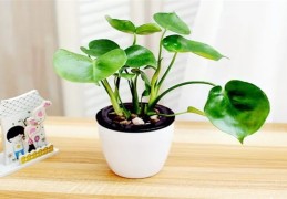 客厅绿色植物放置风水禁忌