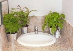 卫生间招财风水植物