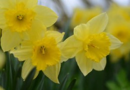 桃花愈老愈旺的面相特征（桃花愈老愈旺的面相特征是什么）