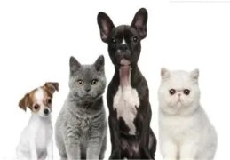 各种动物入宅预示风水