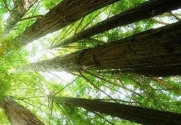 八字五行忌木的详解大全